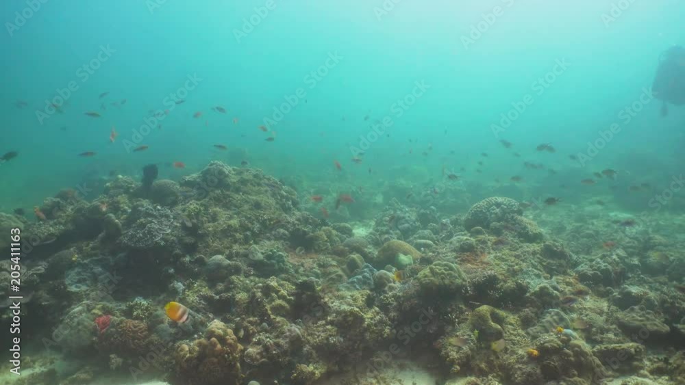 Fish and coral reef at diving. Wonderful and beautiful underwater world with corals and tropical fish. Hard and soft corals. Philippines, Mindoro. Diving and snorkeling in the tropical sea. Fish and coral reef at diving. Wonderful and beautiful underwater world with corals and tropical fish. Hard and soft corals. Philippines, Mindoro. Diving and snorkeling in the tropical sea.