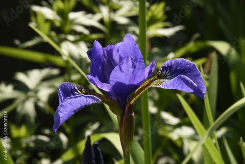 Fototapeta Naklejka Na Ścianę i Meble -  blaue Iris