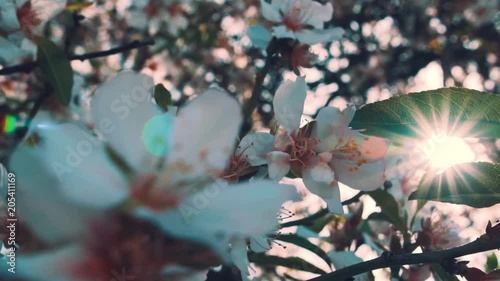 beautiful blossoms on tree, cinematic 