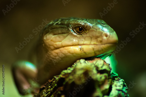 Tiliqua scincoides chimaerea photo