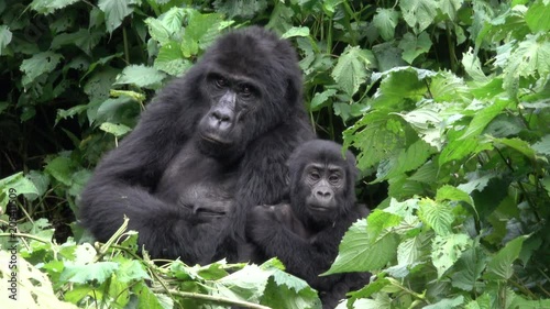 Mountain Gorilla, cute little boy with his mother. Bwindi National Park, Uganda photo