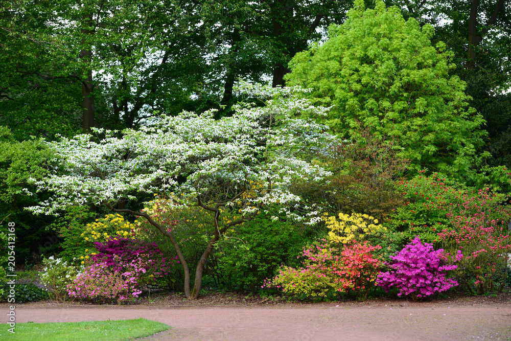 Beautiful blooming Azalea (Rhododendron) and trees in botanical garden, Monchengladbach