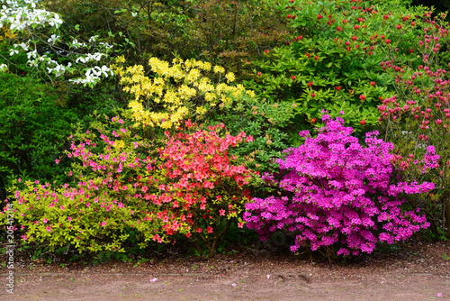 Beautiful blooming Azalea (Rhododendron) and trees in botanical garden, Monchengladbach