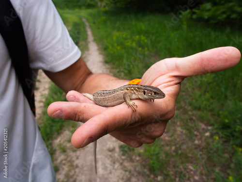 A small brown lizard in the man's hand. Reptile.