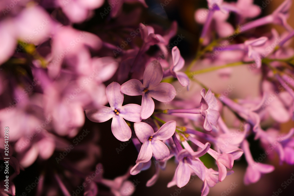 Beautiful lilac