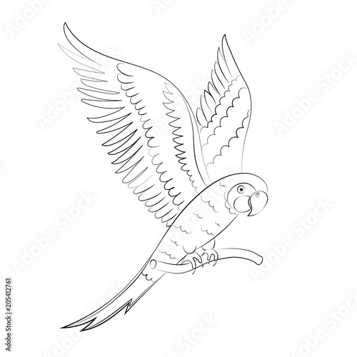 Sketch parrot for children s coloring.