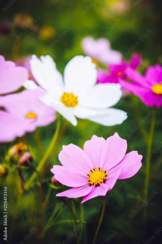 flowers cosmos pink and white color in the nature garden , colorful in the nice day , flowers vintage time in the day flowers cosmos pink and white color in the nature garden , colorful in the nice day , flowers vintage time in the day