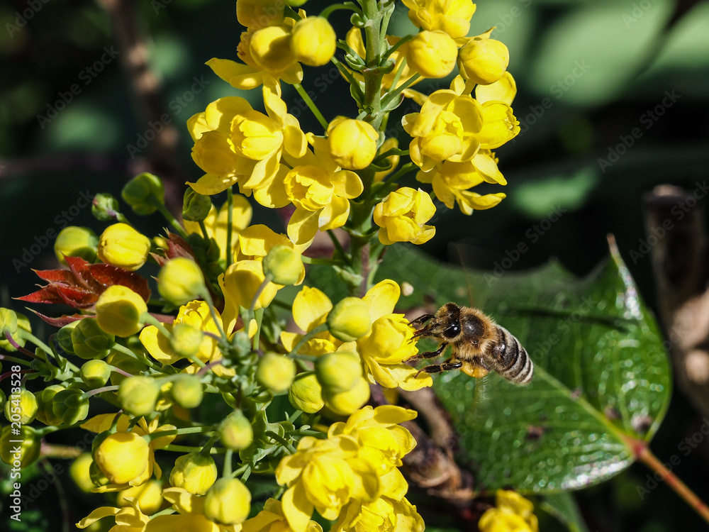 Bee gathers honey - Kranjska čebela -Slovenija Bee gathers honey - Kranjska čebela -Slovenija