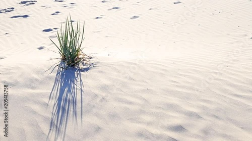 Grass blowing in the breeze on a white sand beach.