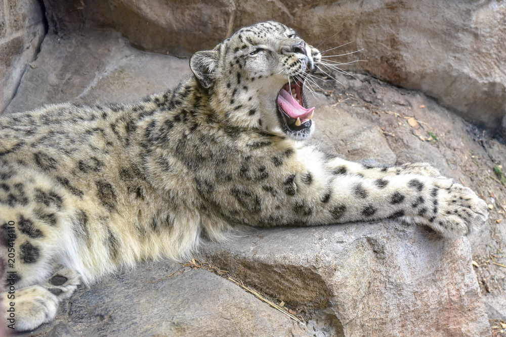 Fototapeta premium Big Cat Leopard Napping and Yawning