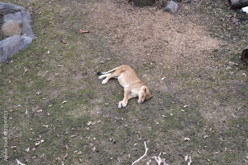 Fototapeta Naklejka Na Ścianę i Meble -  Big Cat Lion laying in the grass