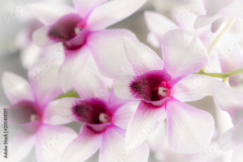 Floral background -  Orchid 