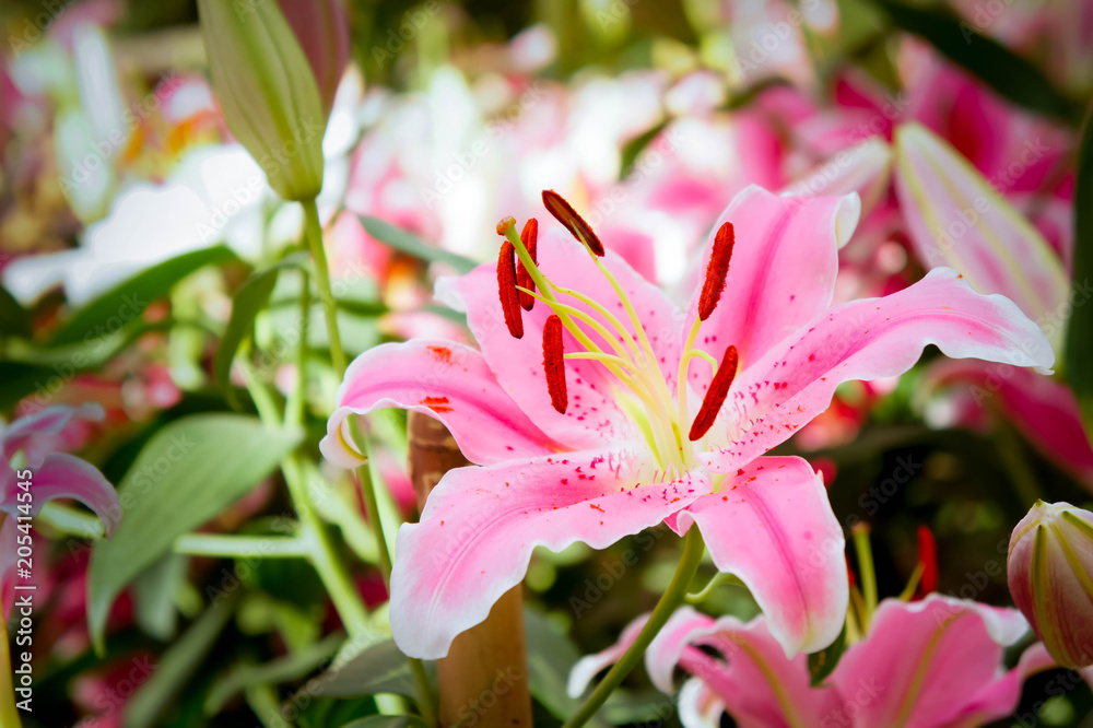 Obraz premium lilly pink flowers in the nature garden romance nature flowers blooming in the garden