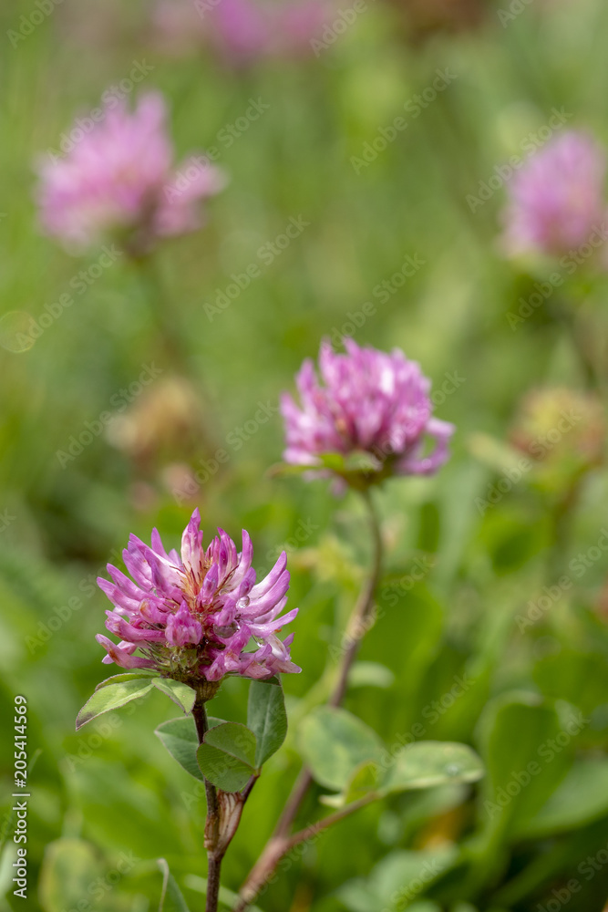 Rotklee oder Wiesenklee - Trifolium pratense Rotklee oder Wiesenklee - Trifolium pratense