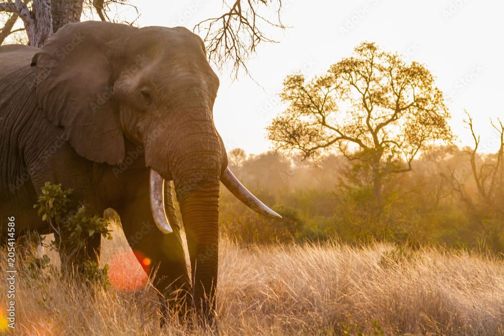 Obraz premium African bush elephant in Kruger National park, South Africa