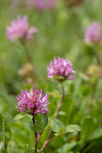 Rotklee oder Wiesenklee - Trifolium pratense