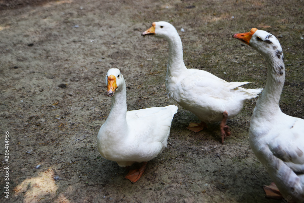 white wild ducks 