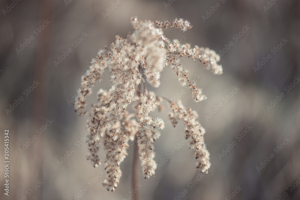 Flowers grass dead wood in the spring natural background