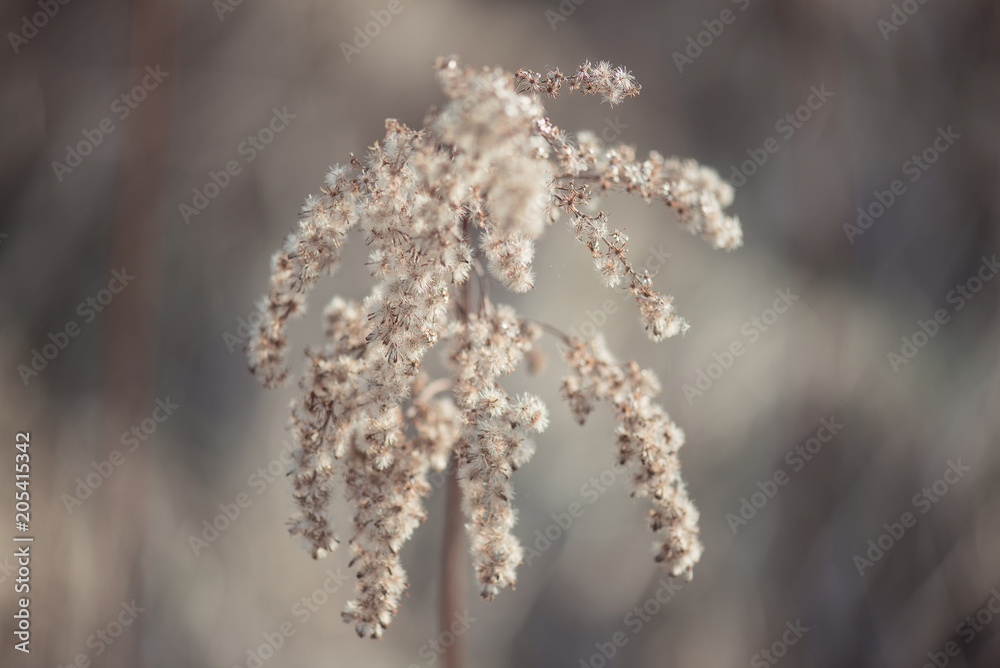 Flowers grass dead wood in the spring natural background Flowers grass dead wood in the spring natural background