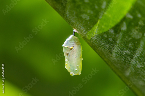 Butterfly Cocoon photo