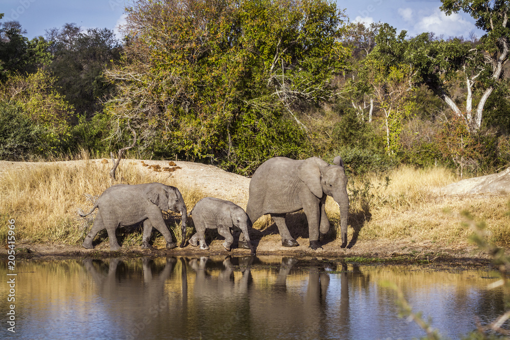 Obraz premium African bush elephant in Kruger National park, South Africa