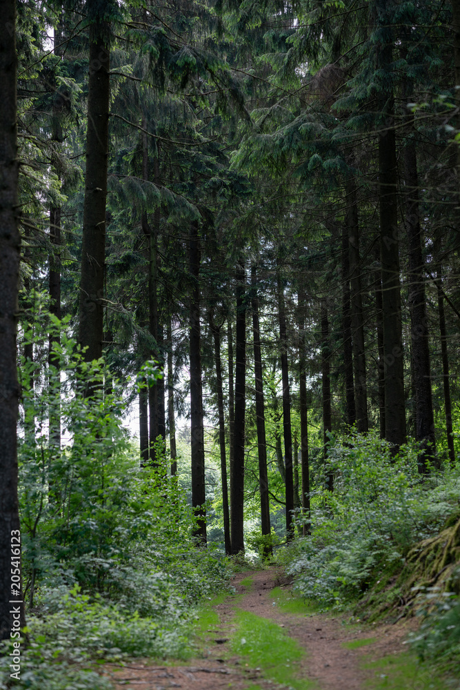 Landscape of a beautiful forest in Bielefeld with green trees and leaves. Germany Landscape of a beautiful forest in Bielefeld with green trees and leaves. Germany