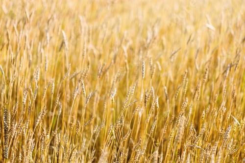 Field of wheat at autumn. Rural landscape. Ripe wheat on field. Cereal crop in sunlight. Rich harvest concept.
