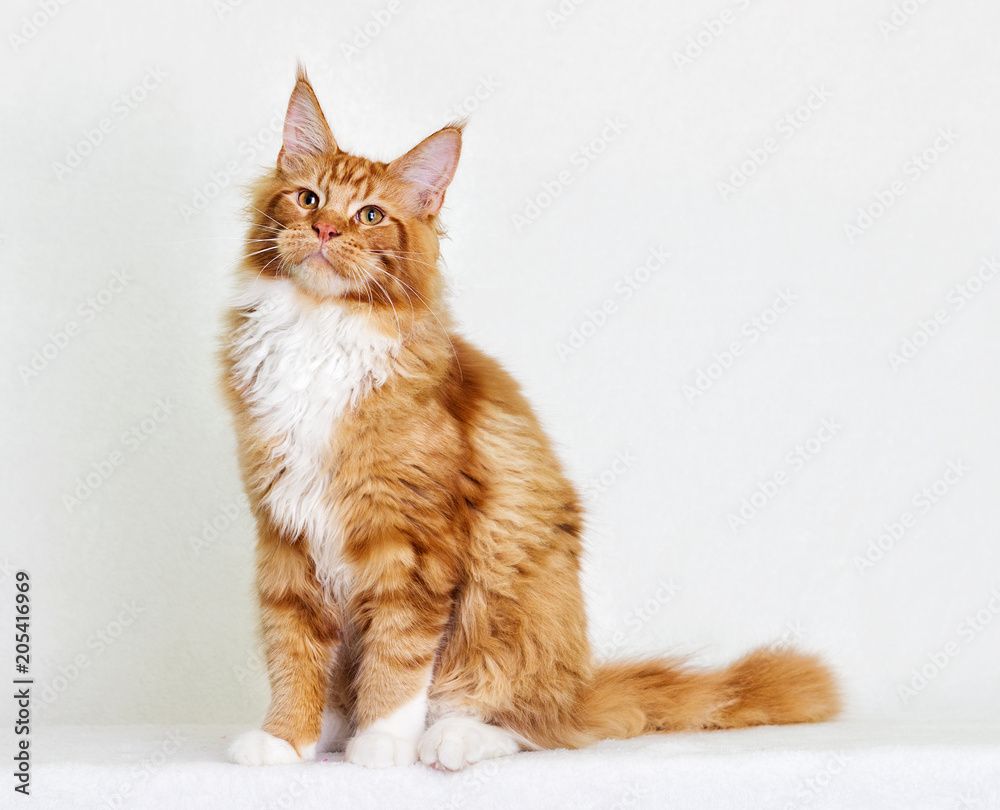 Naklejka premium kot maine coon na białym tle
