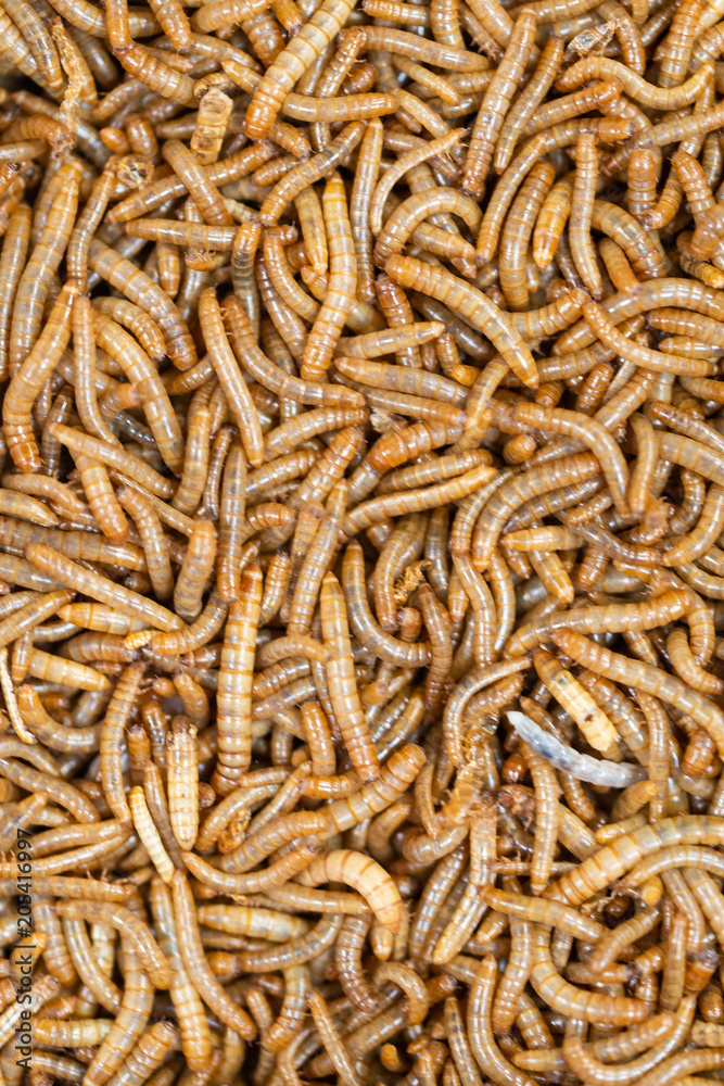 tenebrio molitor - Mealworms