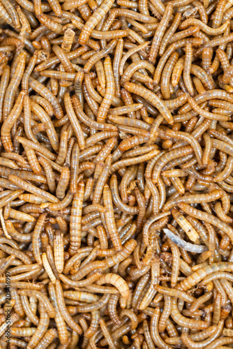 tenebrio molitor - Mealworms © Artur Golbert
