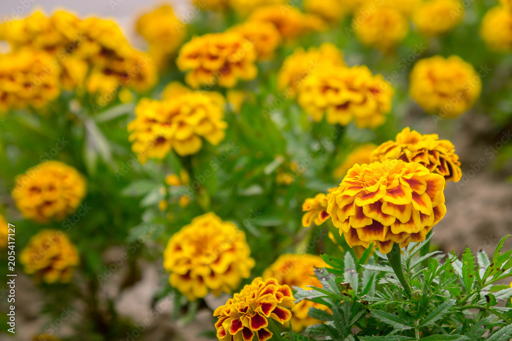 Marigold flowers in the garden on summer , yellow flowers ,beautiful flowers on summer in the nice day herb flowers Marigold flowers in the garden on summer , yellow flowers ,beautiful flowers on summer in the nice day herb flowers