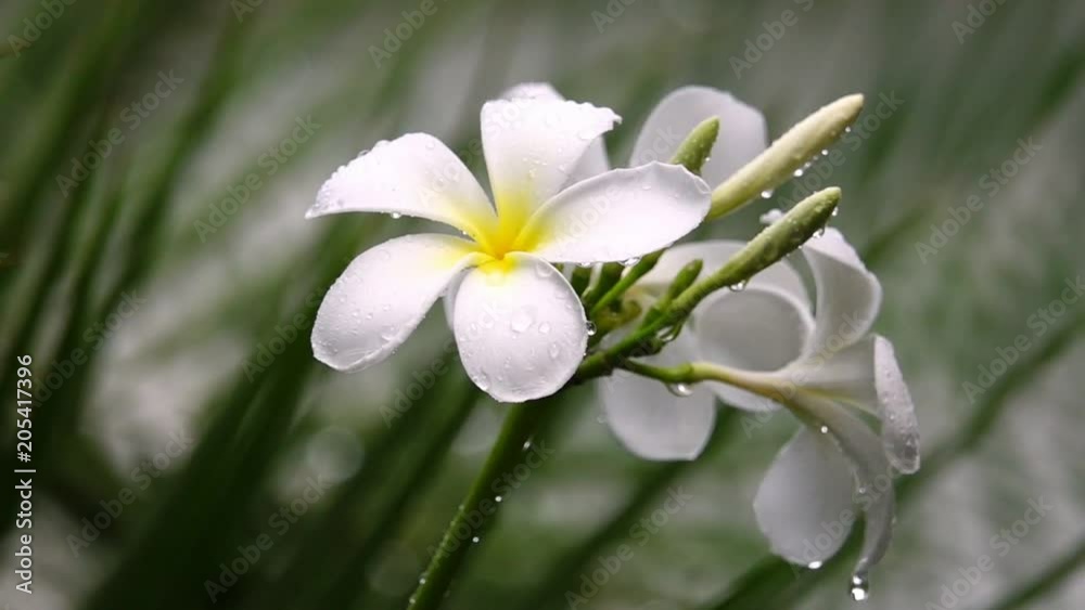 Plumeria in the rain.
Raindrops falling down on white petals of plumeria flowers, hd slow motion.
Frangipani flowers blooming in rainy season .
Plumeria in the rain.
Raindrops falling down on white petals of plumeria flowers, hd slow motion.
Frangipani flowers blooming in rainy season .