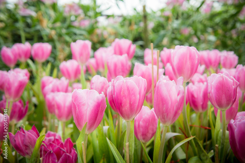 Fototapeta Naklejka Na Ścianę i Meble -  pink tulip flowers garden , tulip blooming blossom in the garden