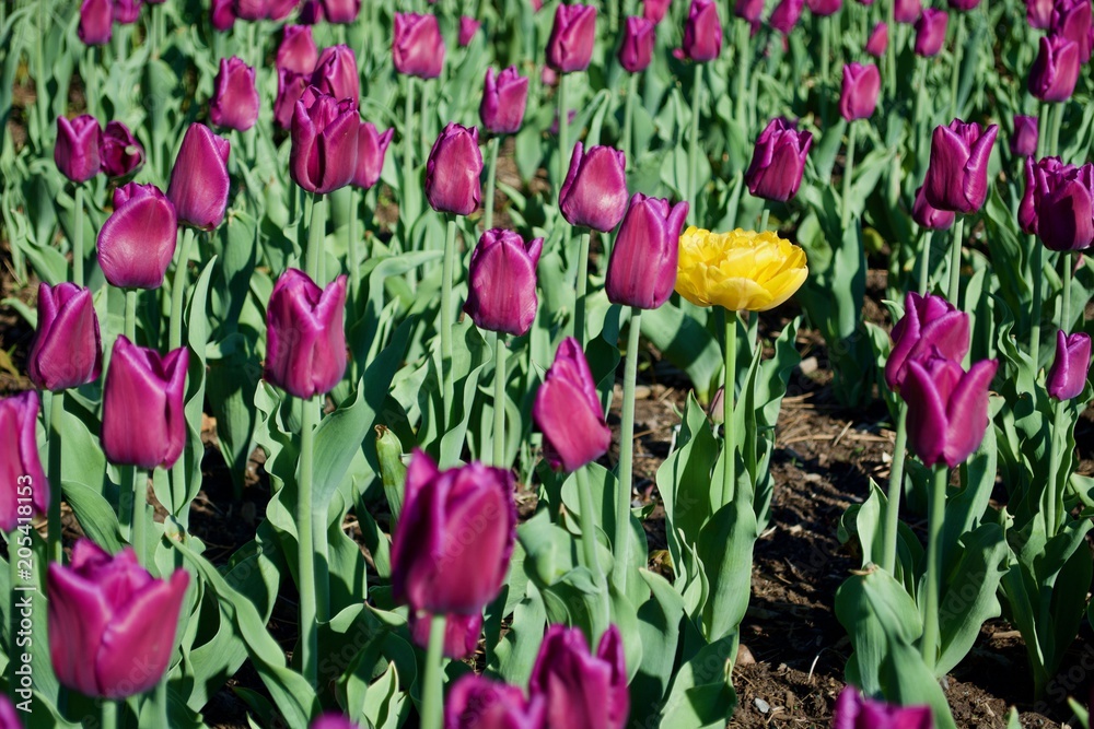 Beautiful pink tulip flowers with green leaves. Spring Beautiful pink tulip flowers with green leaves. Spring
