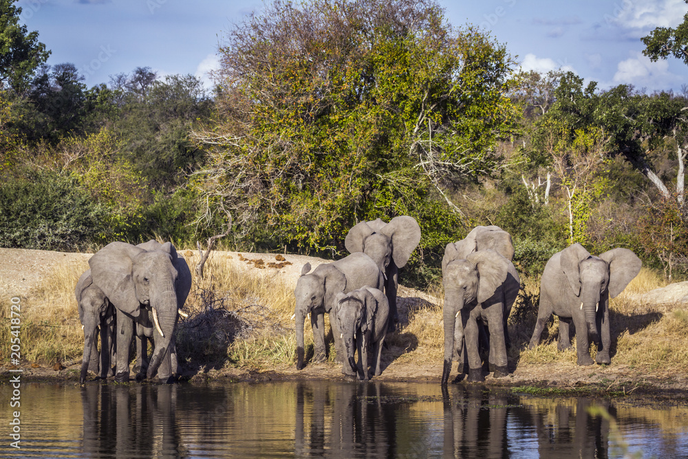 Fototapeta premium African bush elephant in Kruger National park, South Africa