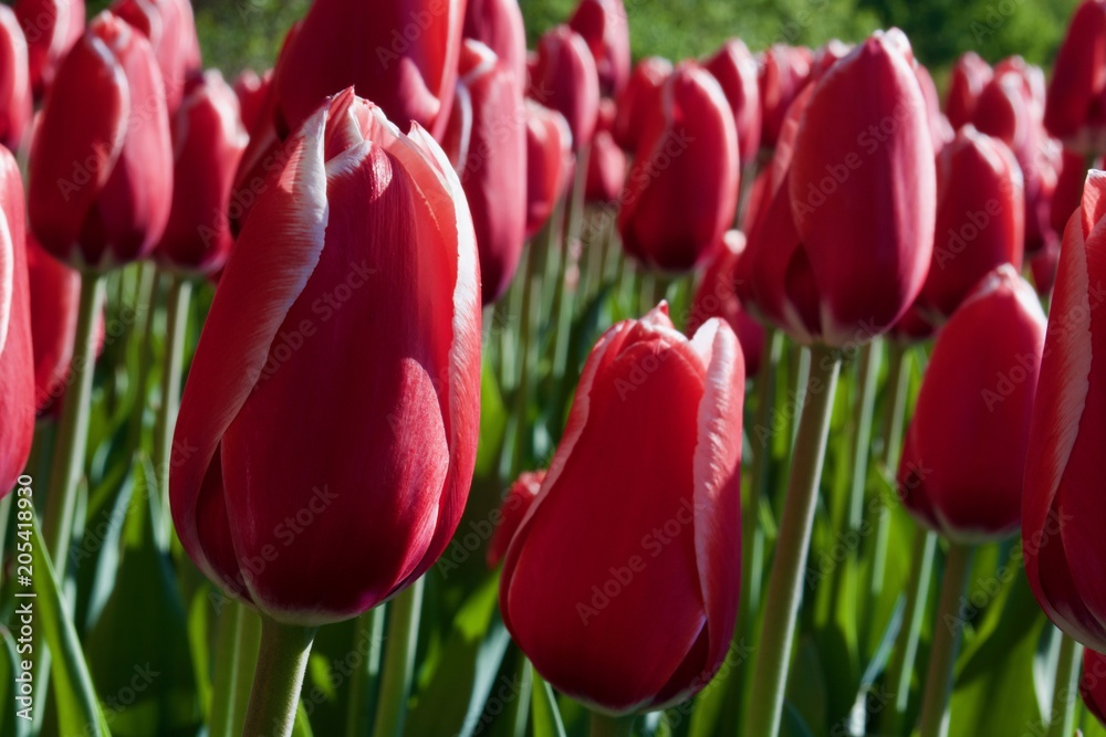 Beautiful red tulip flowers with green leaves. Spring Beautiful red tulip flowers with green leaves. Spring