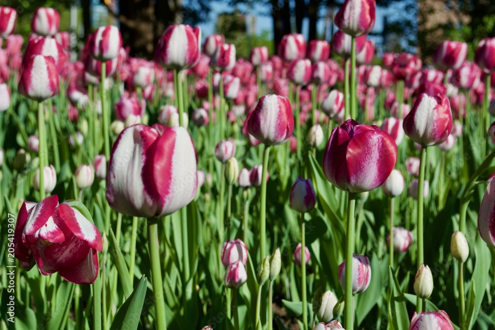 Beautiful pink tulip flowers with green leaves. Spring Beautiful pink tulip flowers with green leaves. Spring