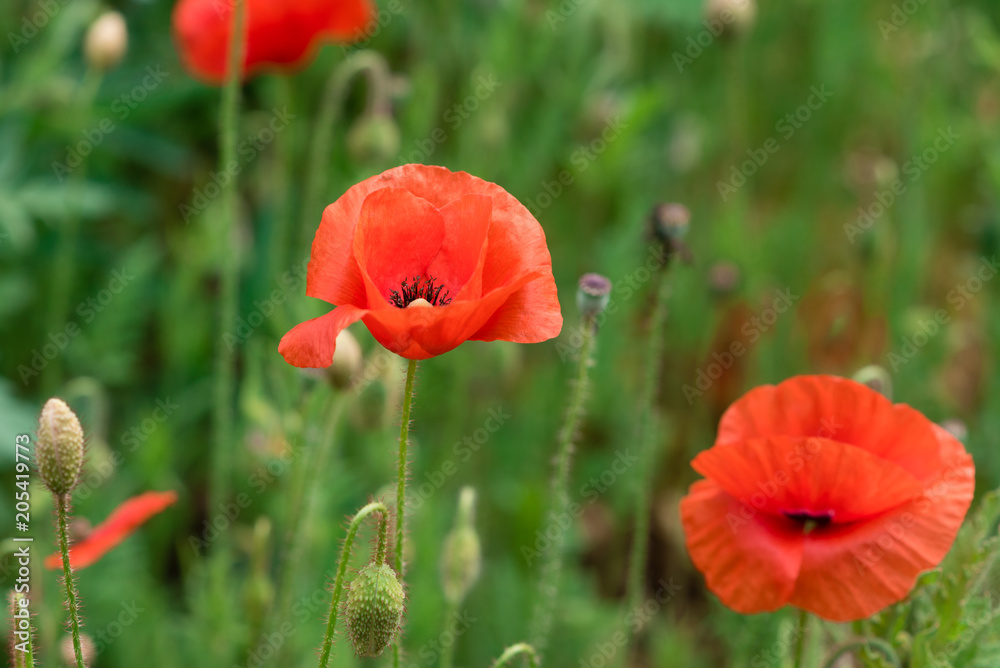 Obraz premium Poppy flowers on the spring field