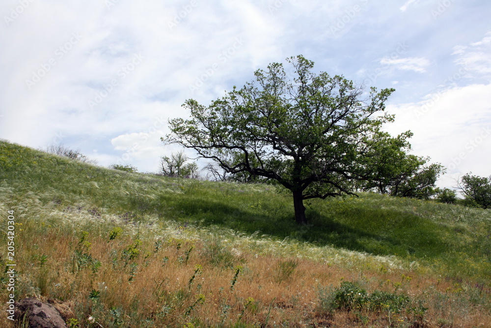 Obraz premium Lonely tree
