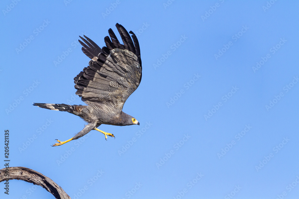 Naklejka premium African Harrier-Hawk in Kruger National park, South Africa