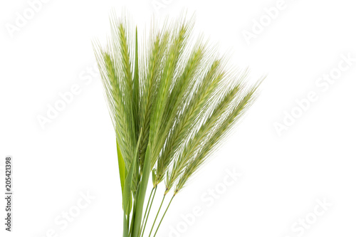 a lot of bunch of green spikelets on a white background