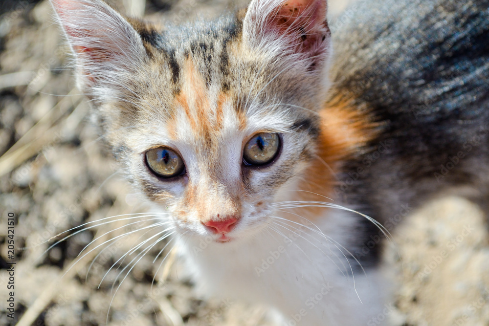 Fototapeta premium Little cat