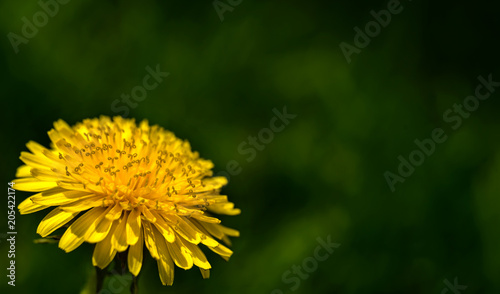 Fototapeta Naklejka Na Ścianę i Meble -  yellow dandelion closeup on a green background
