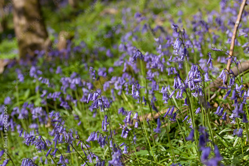 Close up of a native British Bluebells in an ancient woodland.