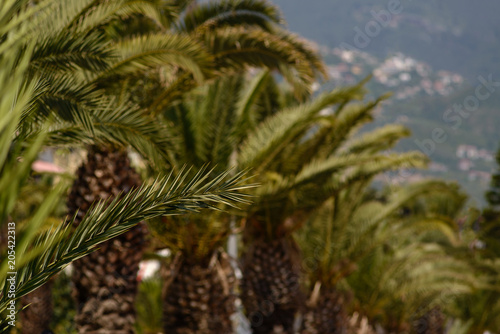 close-up of a palm tree