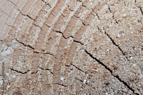 Wooden texture of cut tree trunk closeup view as abstract background for designers.