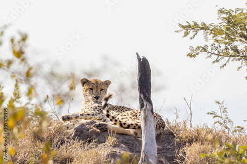 Cheetah in Kruger National park, South Africa