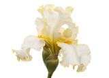 Yellow flower of iris, isolated on white background