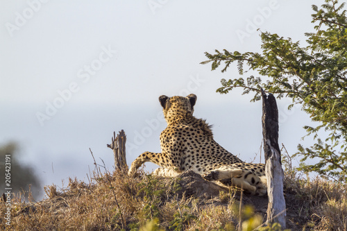 Cheetah in Kruger National park, South Africa © PACO COMO