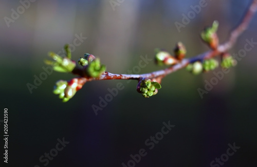 Branch of cherry tree in springtime. Sweet cherry buds have burst, exposing the flower buds. photo